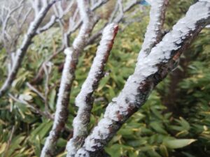 小さいエビの尻尾