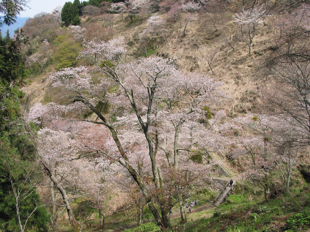 吉野山登山　山中の桜　