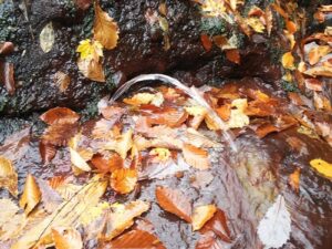 沢の中の小さな噴水