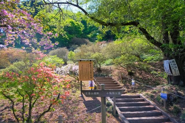 埼玉 宝登山神社奥宮への階段